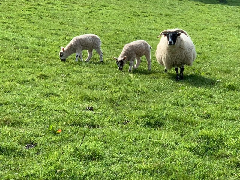 Sheep near to campsite